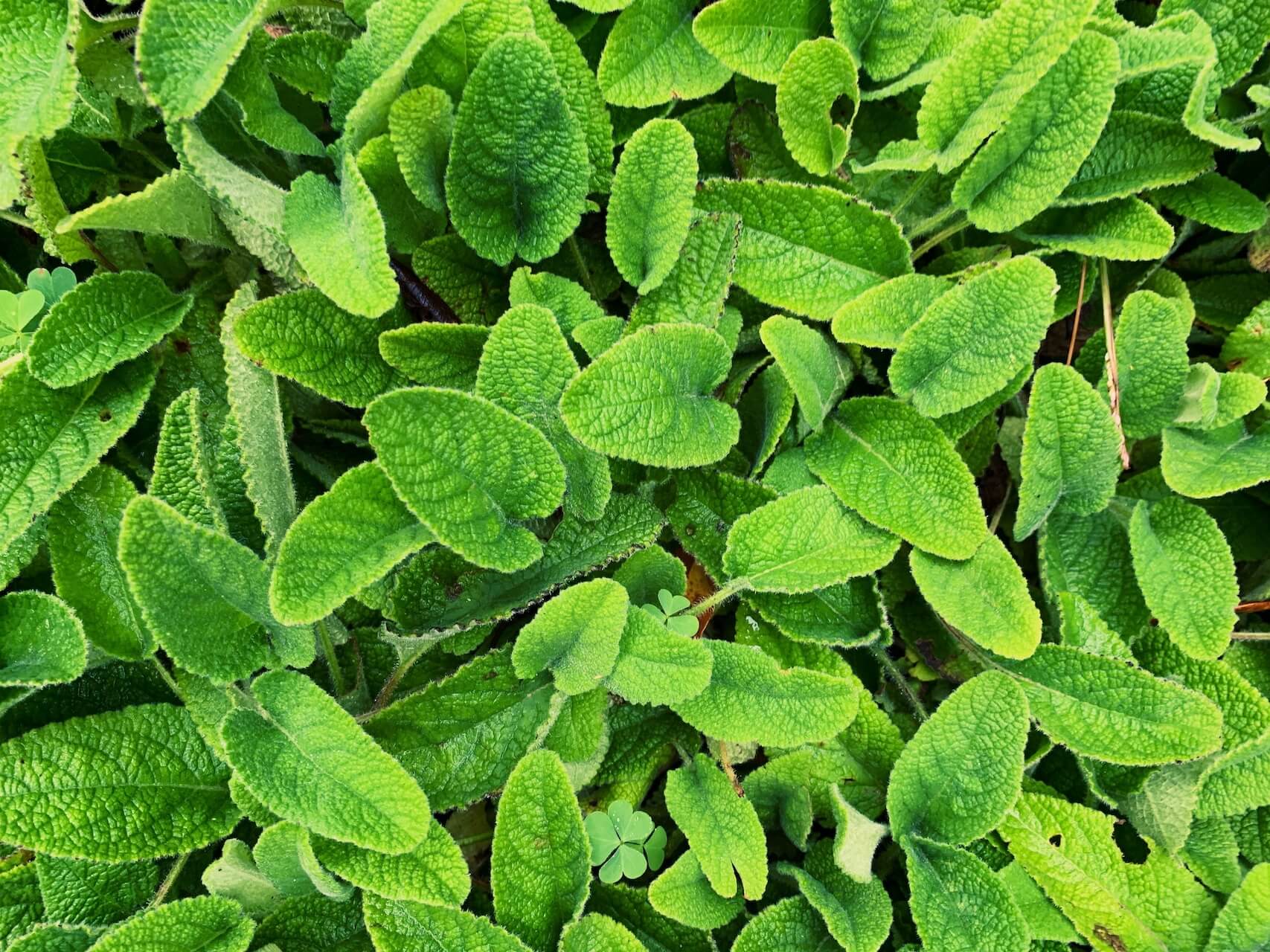 Melisa Recepti: Potopite se v svet osvežujočih sirupov in pomirjujočih čajev!